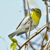 Yellow-throated Vireo